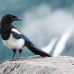 Report: US bird population is declining