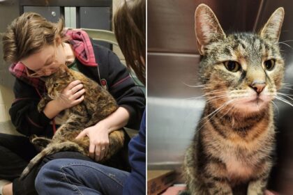 Family reunited with their lost cat 5 years later when she was found in stranger's basement