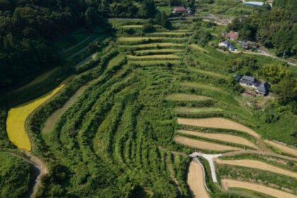 Japan eyes boosting rice exports eightfold by 2030