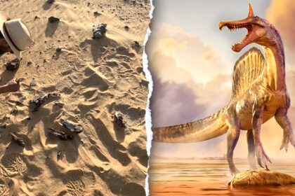 New 'hell heron' Spinosaurus species found in remote Sahara 70 years after fossil clue