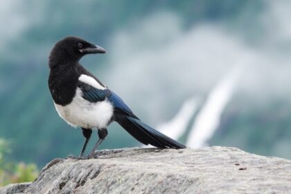 Report: US bird population is declining