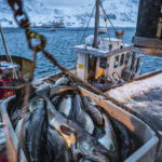 Russian seafood still sold in EU despite fishy sanctions  Euractiv