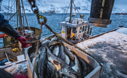 Russian seafood still sold in EU despite fishy sanctions  Euractiv