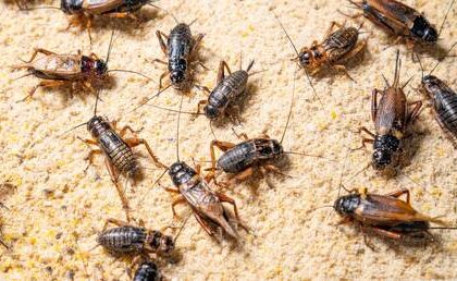 Russians will never eat insects  top MP
