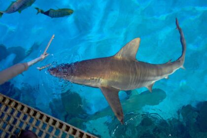 Tourists in Las Vegas pay $1,000 for dinner on the Strip while sharks eat like royalty