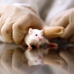 GOP targets transgender animal testing in defund demand to NIH