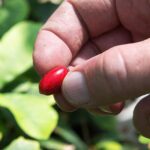 'Miracle fruit' may help cancer patients overcome chemo side effect that can lead to dangerous weight loss