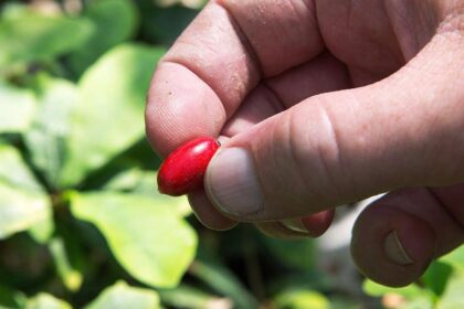 'Miracle fruit' may help cancer patients overcome chemo side effect that can lead to dangerous weight loss