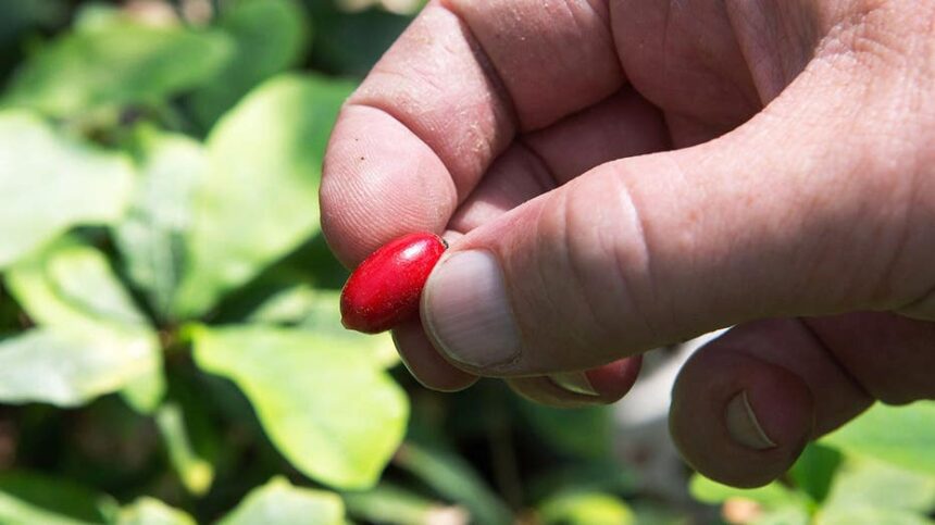 'Miracle fruit' may help cancer patients overcome chemo side effect that can lead to dangerous weight loss