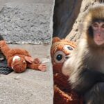 American tourists arrested in Japan after alleged break-in at viral monkey Punchs enclosure