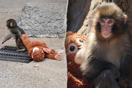 American tourists arrested in Japan after alleged break-in at viral monkey Punchs enclosure