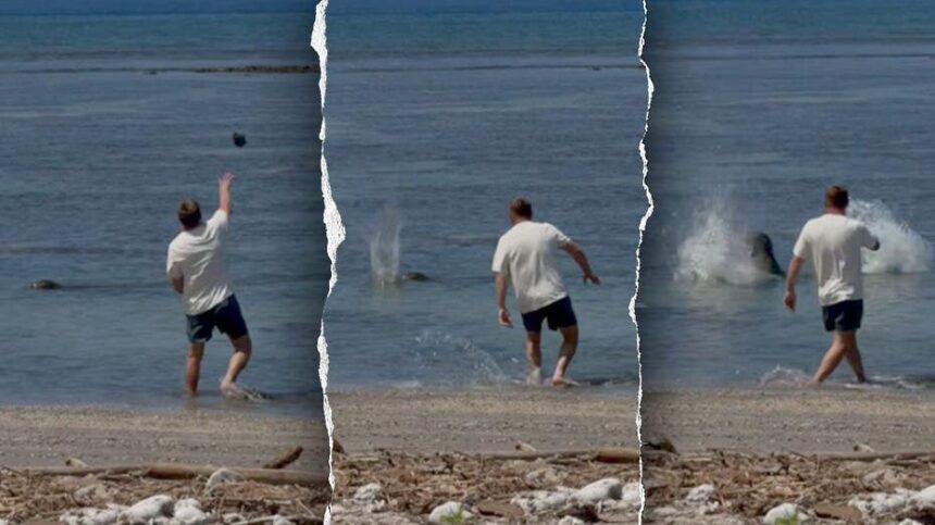 Attorney for man accused of throwing rock at endangered Hawaiian monk seal says client was protecting turtles
