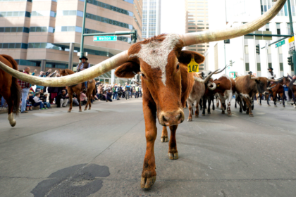 Dallas mayor blasts NYC for punishing success' as he pitches Yall Street to fleeing billionaires