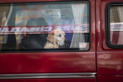 Dog accidentally fires shotgun, striking woman yards away during chaotic gas station stop