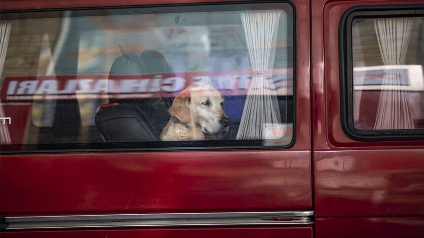 Dog accidentally fires shotgun, striking woman yards away during chaotic gas station stop