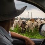 The unexpected force keeping beef prices high and why the pressure could last for years