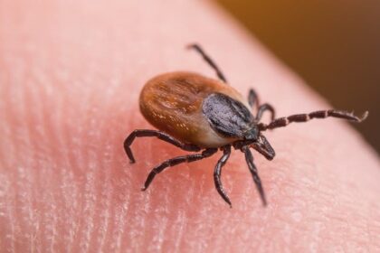 Tick bite ER visits hit highest seasonal level in years as doctors warn of disease surge