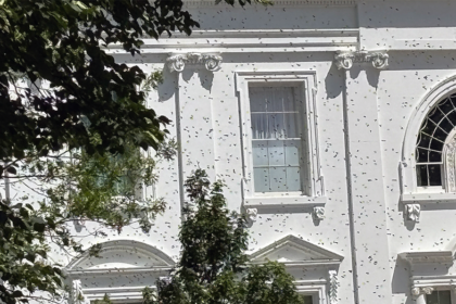 White House gets an unexpected buzz as thousands of bees swarm the executive mansion's North Lawn