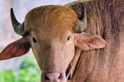 Albino buffalo nicknamed 'Donald Trump' becomes sensation at Bangladesh's national zoo for its blond hair