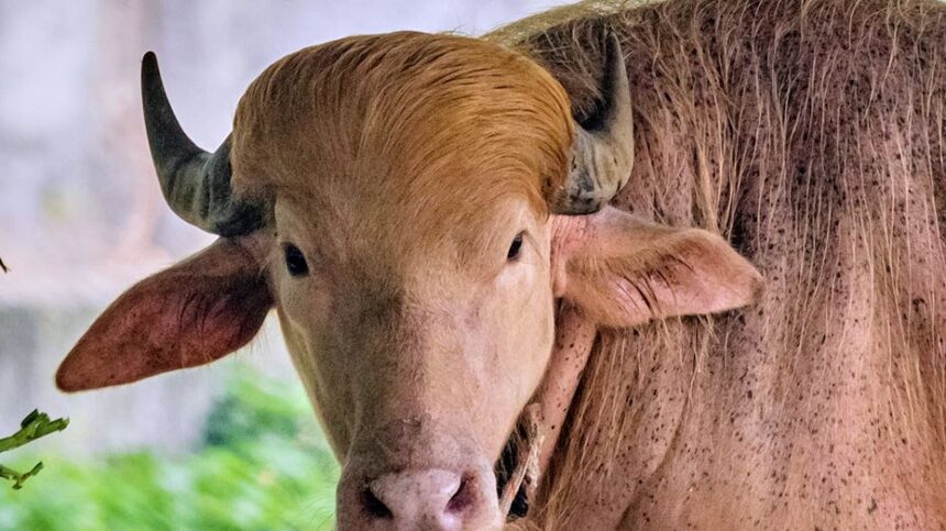 Albino buffalo nicknamed 'Donald Trump' becomes sensation at Bangladesh's national zoo for its blond hair