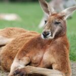 Two kangaroos throw punches like UFC fighters in Australian man's backyard in viral video