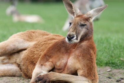 Two kangaroos throw punches like UFC fighters in Australian man's backyard in viral video