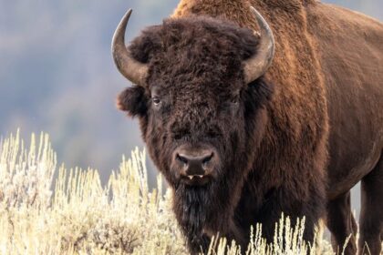 Woman tests fate by getting too close to a massive bison, faceplants while running away
