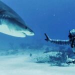 Forrest Galante says most shark bites are a case of mistaken identity as Florida attacks lead the US