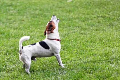 Inquiring minds are asking: How soon is too soon to get a new dog after losing your four-legged best friend?