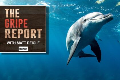 Let's all agree that dolphins are the 'smart kids who don't apply themselves' of the Animal Kingdom