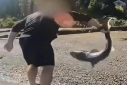 Man accused of illegally 'wrestling' protected sharks in Washington state after months-long investigation