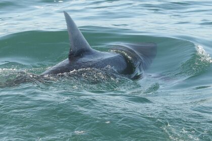 Shark sightings spike near America's beaches as July 4 crowds head to shore for weekend