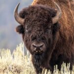 Yellowstone bison attack witness believes man saved his grandson by taking brunt of attack