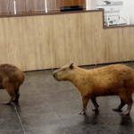 Capybaras crash Brazilian lawmakers' voting session and steal the show