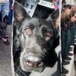 Heroic Florida K-9 returns to sheriff's office days after being shot protecting 3 deputies, losing leg
